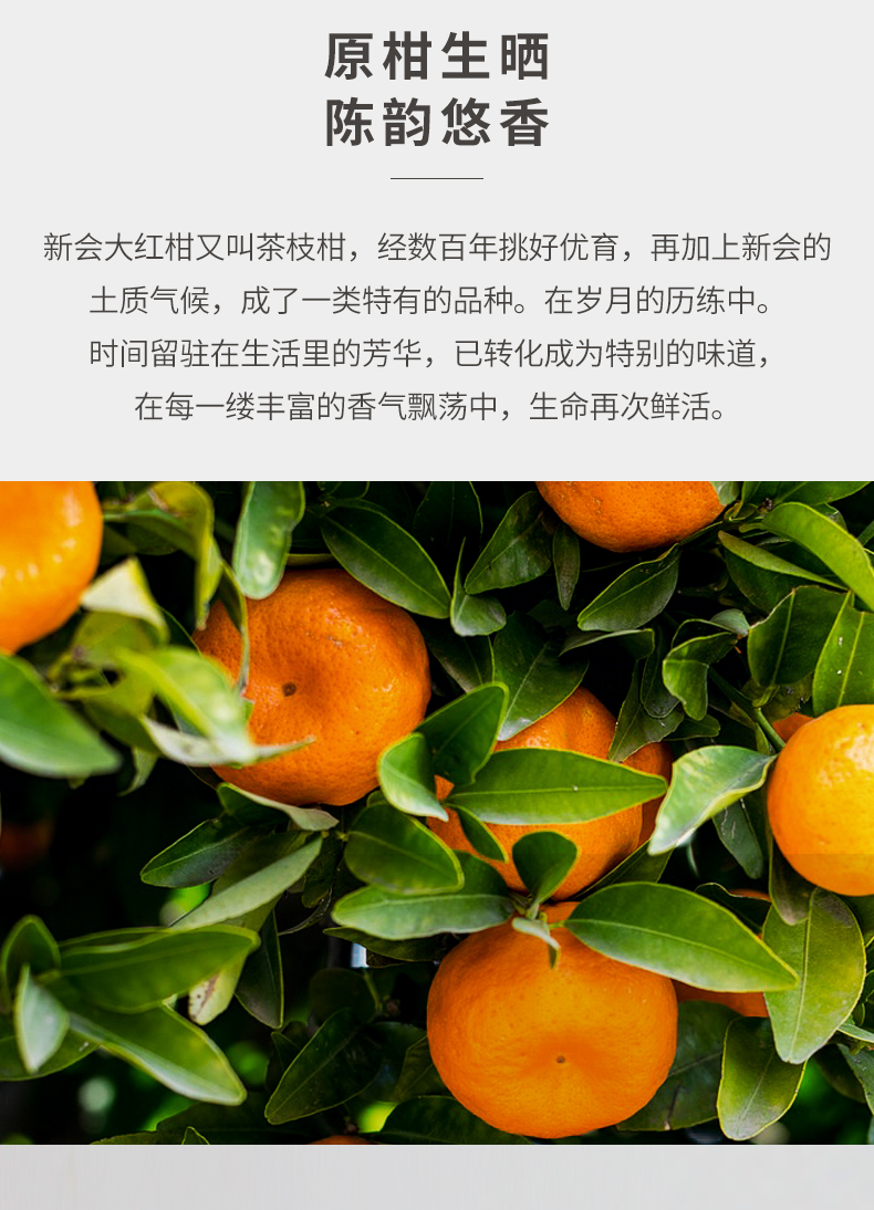 常滑烧·红柑贡岁礼盒(图10)