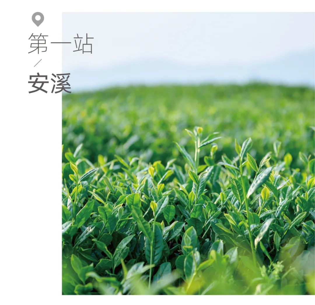 茶山行 | 在1000米的云雾之上(图2)