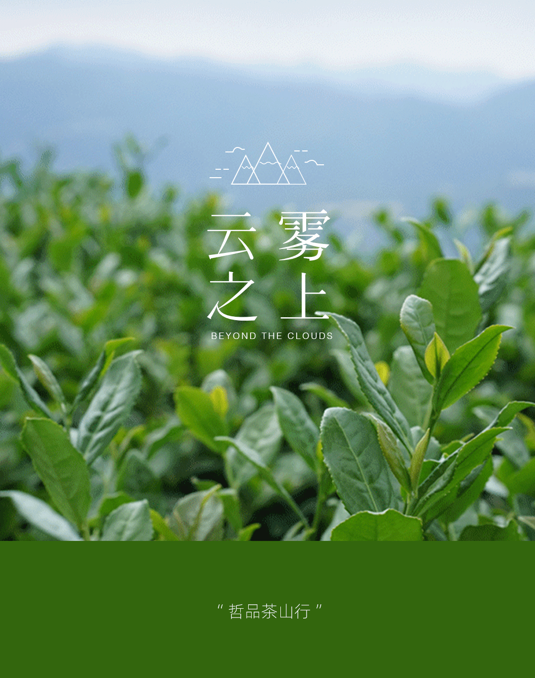 茶山行 | 在1000米的云雾之上(图1)
