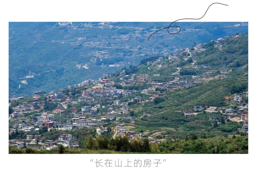 茶山行 | 在1000米的云雾之上(图4)