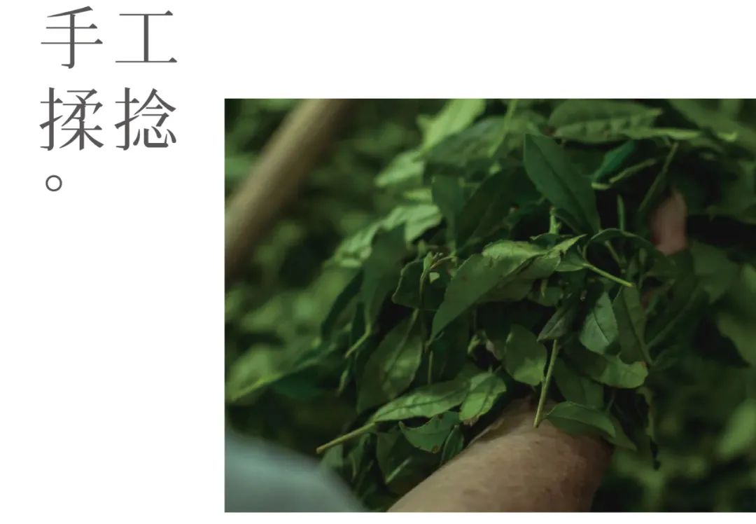 茶山行 | 在1000米的云雾之上(图8)