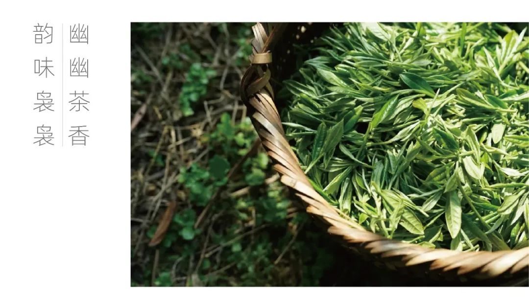 茶山行 | 在1000米的云雾之上(图9)