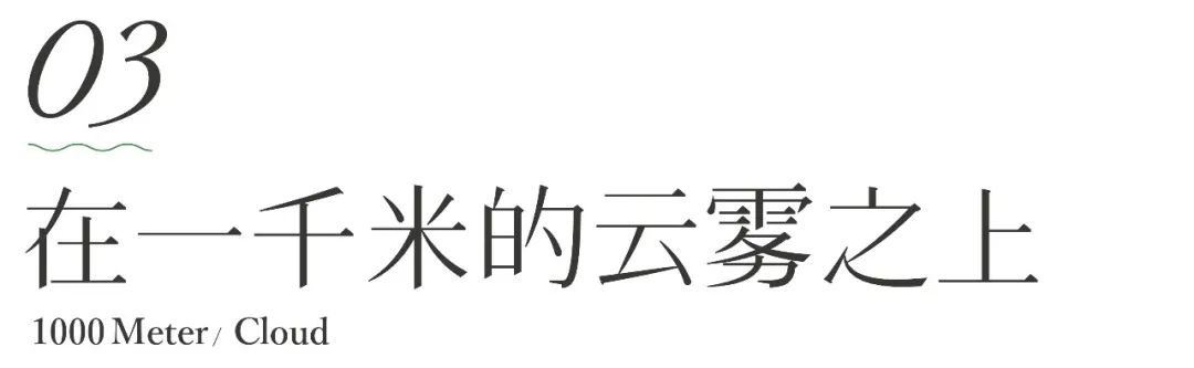茶山行 | 在1000米的云雾之上(图10)