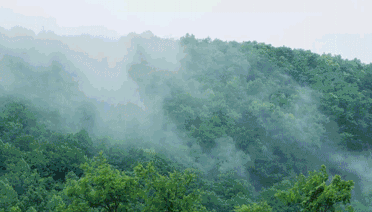 茶山行 | 在1000米的云雾之上(图11)