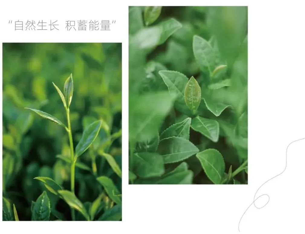 茶山行 | 在1000米的云雾之上(图12)