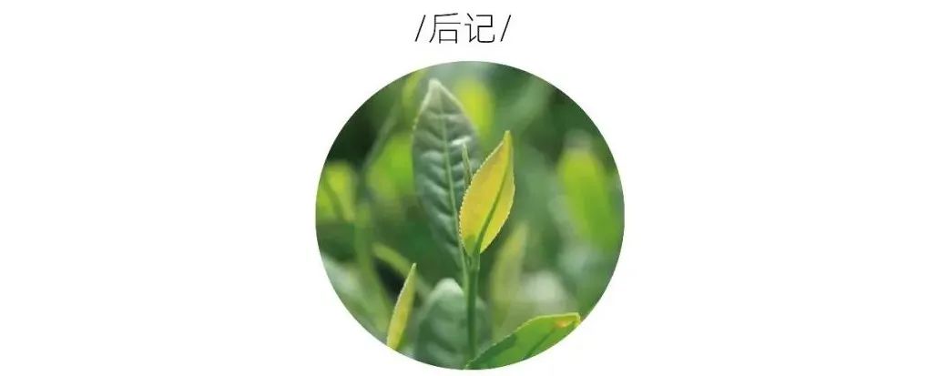茶山行 | 在1000米的云雾之上(图15)
